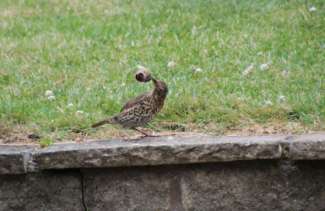 Song Thrush Holding the trophy aloft before smashing it to the ground and eating the contents. Song Thrush,Turdus philomelos