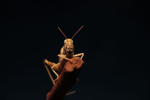 Locust Watching me taking a photograph Desert Locust,Geotagged,Schistocerca gregaria,United Kingdom