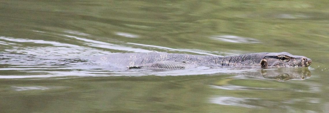 is_it_a_lizard Seen in a lake in a public park in Singapore. It was appox 6ft long. I was looking at red eared turtles when this swam past. At first i thought it was a crocodile. ZSL kindly identified it for me. Varanus salvator,Water Monitor