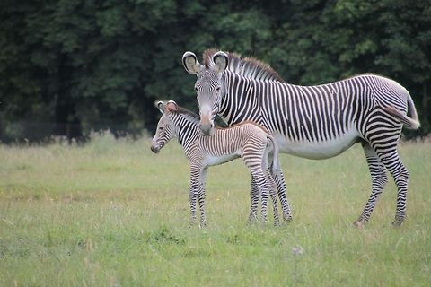 Baby_Zebra Taken at whipsnade zoo early Thursday morning july 17th 2014. I was actually taking a photograph of several lions that were close to the edge of their cage. I realised they were staring past me and I asked a keeper what he thought they were looking at. He told me to turn round and I would see a newly born zebra, born a few hours before. I did turn round and I did see a newly born zebra. Notice that although black and white it still has a tinge of brown. Equus grevyi,Equus quagga,Geotagged,Grévys zebra,Plains zebra,United Kingdom