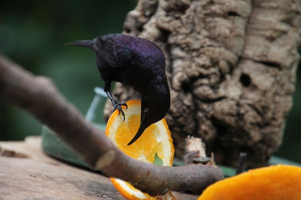 Copper Sunbird I saw this bird at Whipsnade zoo. It was in the same area as various species of butterfly. It was eating a slice of orange shared by the butterflies. A crowd of people had just left and I was enjoying the peace and quiet when this bird flew down and took a couple of bites before flying off again just before the next crowd came in. It was singing in the bushes but no one else had the pleasure of seeing it.  Cinnyris cupreus,Copper sunbird,Geotagged,United Kingdom