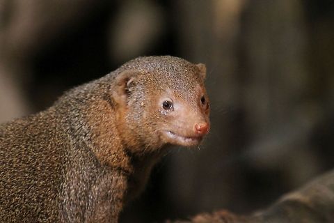 Dwarf_Mongoose Aah poor little thing has tears in his eyes. Common Dwarf Mongoose,Helogale parvula