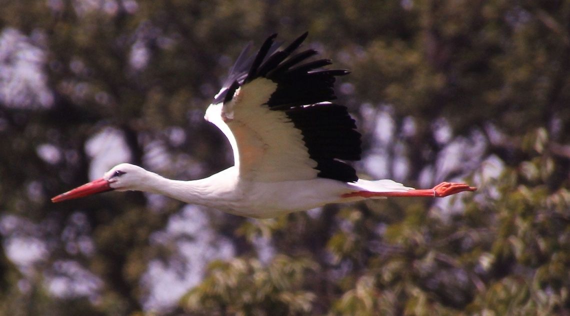 White Stork sometimes you have no idea what is going to fly past. very sleek beautiful lines Ciconia ciconia,Geotagged,United Kingdom,White Stork
