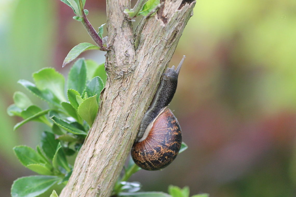 Snail Roman snail moving home Geotagged,Helix pomatia,Roman snail,United Kingdom