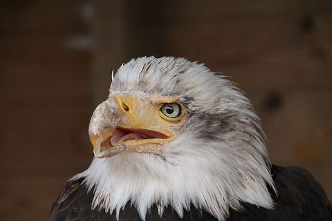 American Bald Eagle It looked like its beak would not close Bald Eagle,Geotagged,Haliaeetus leucocephalus,United Kingdom