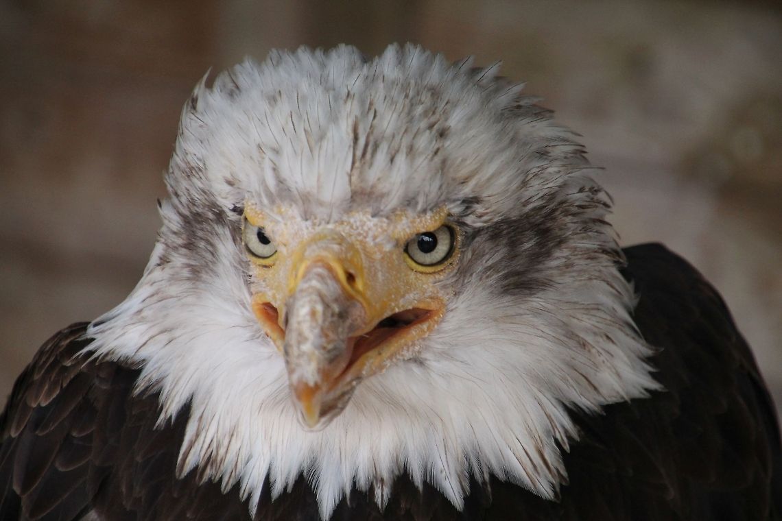 American Bald Eagle  Bald Eagle,Geotagged,Haliaeetus leucocephalus,United Kingdom
