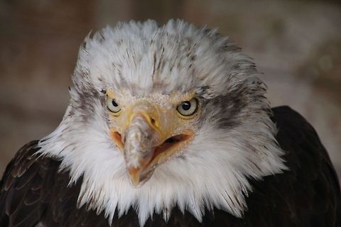 American Bald Eagle  Bald Eagle,Geotagged,Haliaeetus leucocephalus,United Kingdom