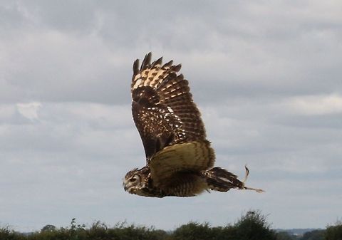 owl_in_flight  Barred Owl,Geotagged,Strix varia,United Kingdom