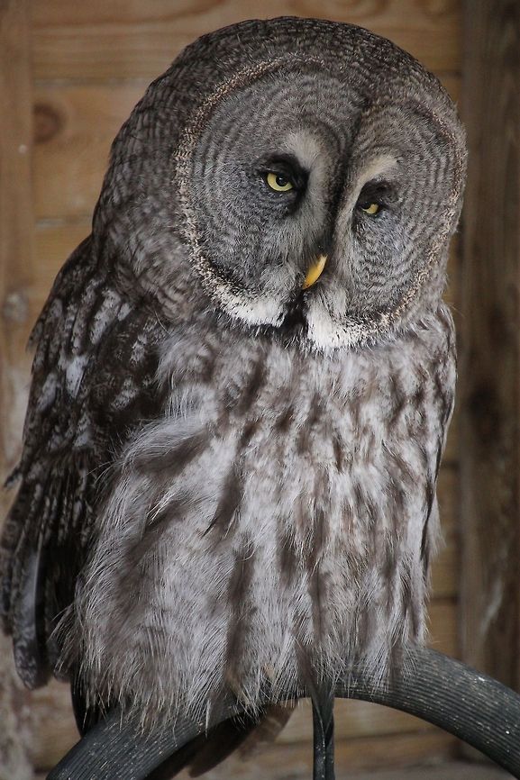 great_grey_owl A very sad looking face! Geotagged,Great Grey Owl,Strix nebulosa,United Kingdom