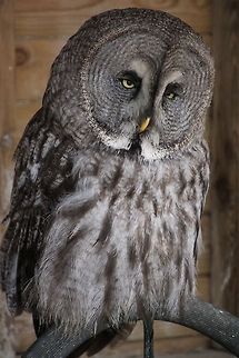 great_grey_owl A very sad looking face! Geotagged,Great Grey Owl,Strix nebulosa,United Kingdom