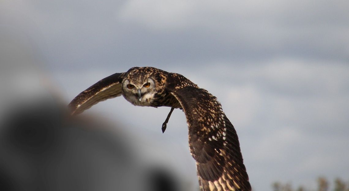 Barred_Owl Taken at a flying display of owls at Birds of Prey Centre nr Bedford in UK Barred Owl,Strix varia