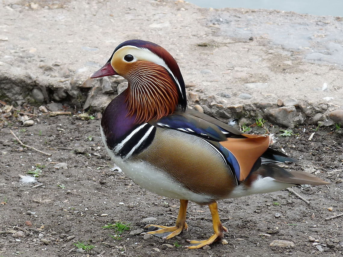 mandarin_duck The colourings and textures of this male duck are amazing. Taken at Verulam lakes in St Albans UK Aix galericulata,Geotagged,Mandarin duck,United Kingdom
