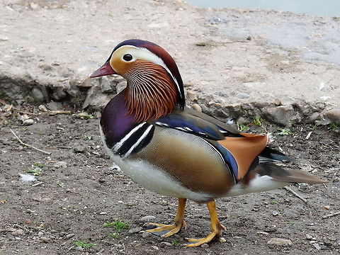 mandarin_duck The colourings and textures of this male duck are amazing. Taken at Verulam lakes in St Albans UK Aix galericulata,Geotagged,Mandarin duck,United Kingdom