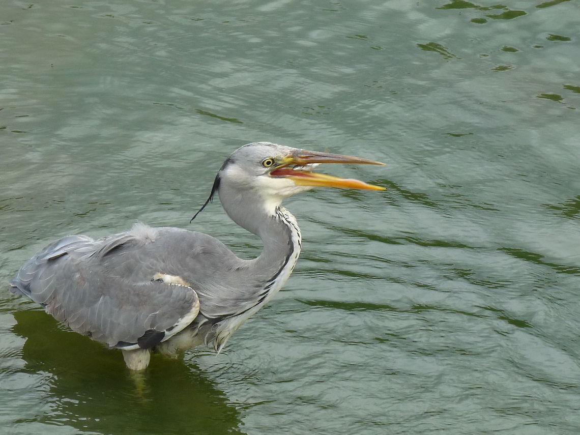 The Grey Heron Enjoying a spot of lunch in the lakes at verulam Park in St Albans UK Ardea cinerea,Geotagged,Grey Heron,United Kingdom