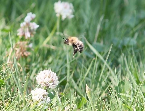 bee_in_flight Coming in to land with its undercarriage down Apis mellifera,Geotagged,United Kingdom,Western honey bee