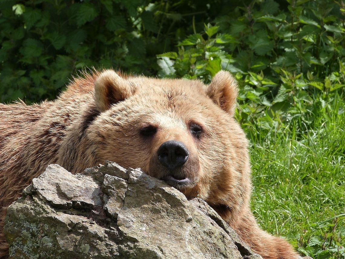 brown_bear Cuddly?? Geotagged,Grizzly bear,United Kingdom,Ursus arctos