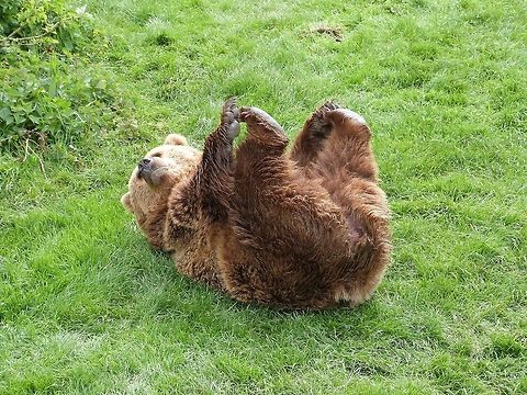 Grizzly Bear Look who can touch his toes. Geotagged,Grizzly bear,United Kingdom,Ursus arctos