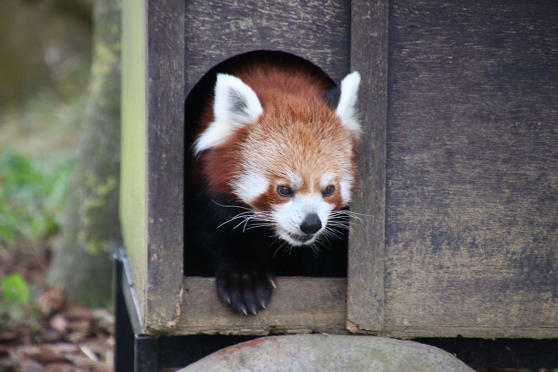 Red_Paanda  Ailurus fulgens,Geotagged,Red panda,United Kingdom
