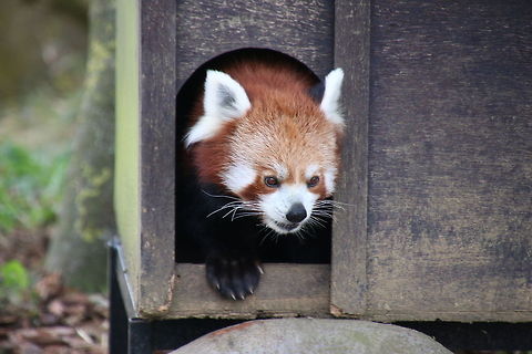 Red_Paanda  Ailurus fulgens,Geotagged,Red panda,United Kingdom