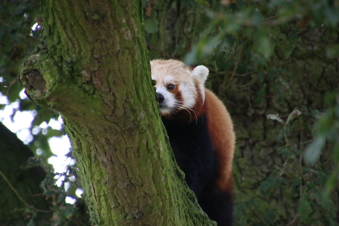 Red_Panda showing off his tree climbing Ailurus fulgens,Geotagged,Red panda,United Kingdom