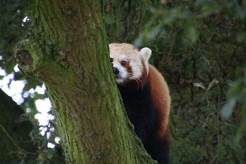 Red_Panda showing off his tree climbing Ailurus fulgens,Geotagged,Red panda,United Kingdom