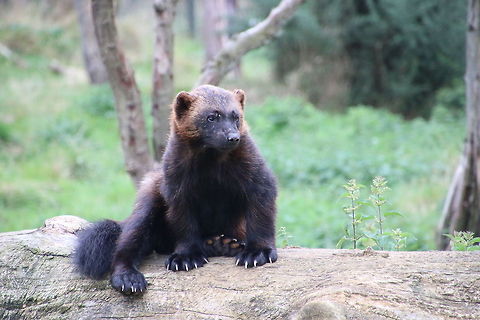 wolverine  Geotagged,Gulo gulo,United Kingdom,Wolverine