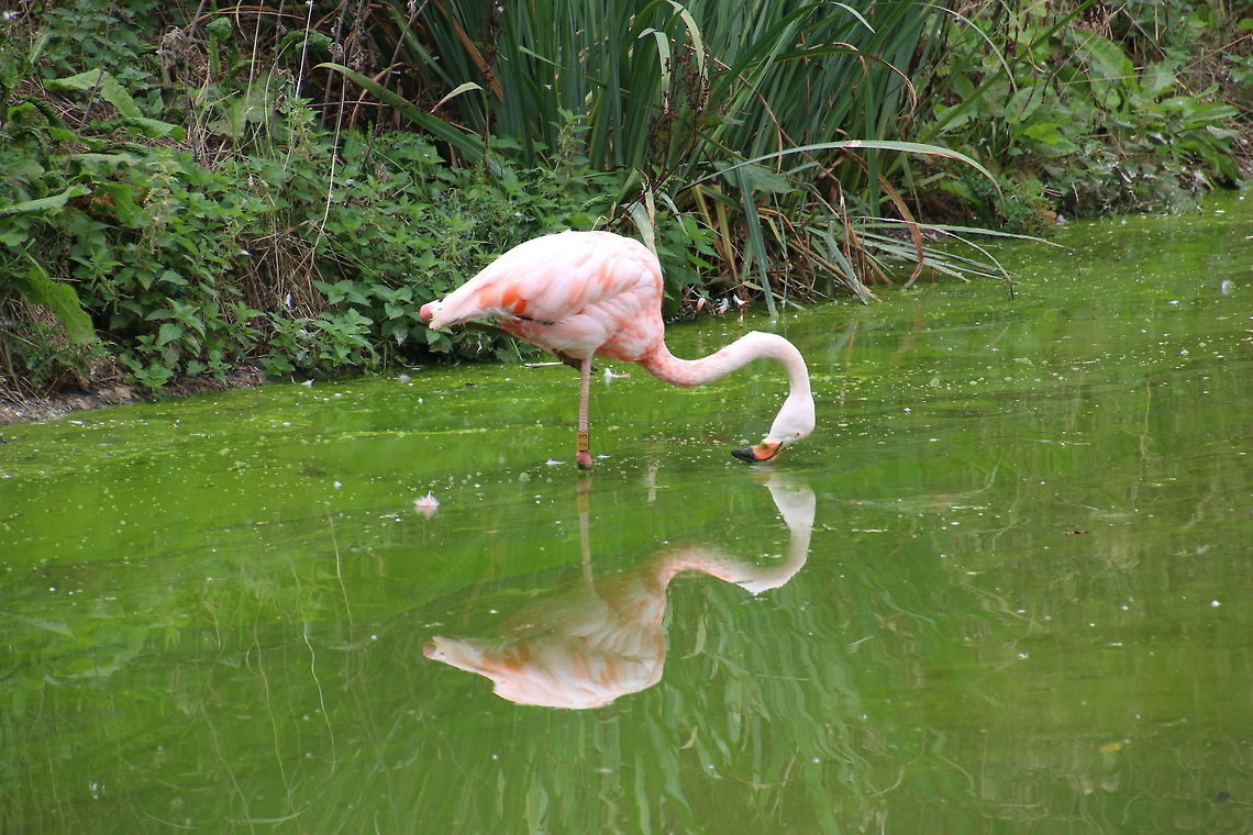 flamingo I like the reflection in the water of this American Flamingo American Flamingo,Geotagged,Phoenicopterus ruber,United Kingdom