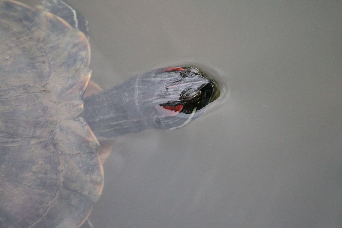 red_eared_turtle  Geotagged,Red-eared slider,Singapore,Trachemys scripta elegans