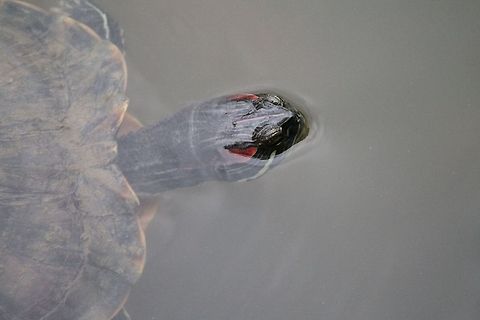 red_eared_turtle  Geotagged,Red-eared slider,Singapore,Trachemys scripta elegans