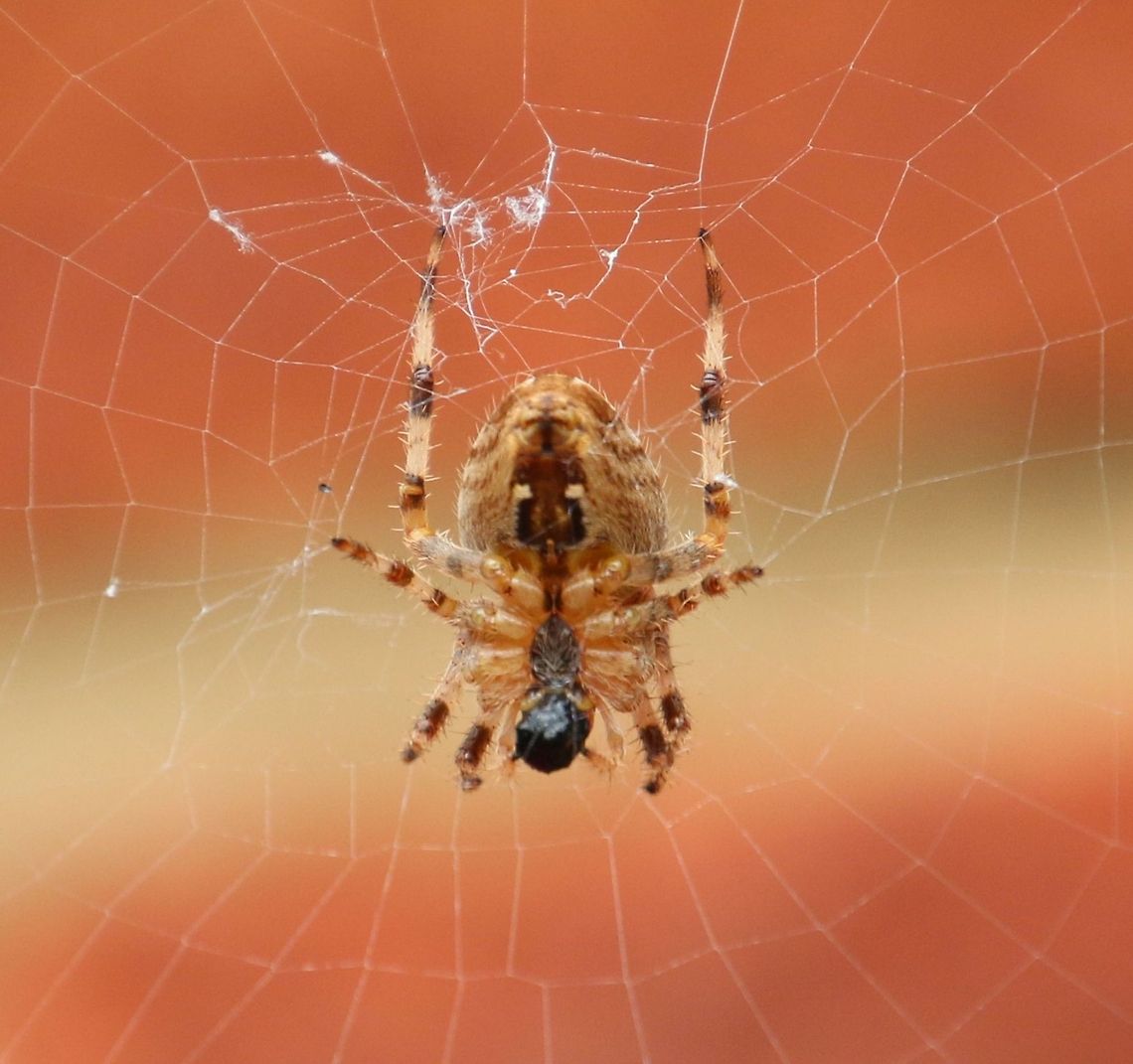 spider  Araneus diadematus,European garden spider,Geotagged,United Kingdom