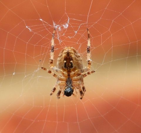 spider  Araneus diadematus,European garden spider,Geotagged,United Kingdom