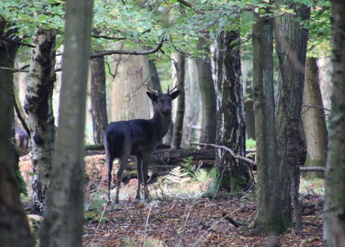 Deer A fallow deer roaming the grounds of Ashridge Estate Dama dama,Fallow Deer,Geotagged,United Kingdom