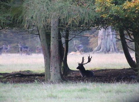 Resting Buck A roe deer during the rucking season Dama dama,Fallow Deer,Geotagged,United Kingdom