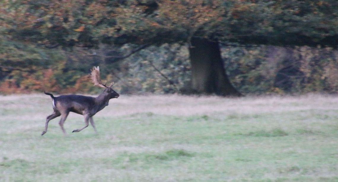running_deer  Dama dama,Fallow Deer,Geotagged,United Kingdom