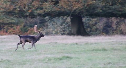 running_deer  Dama dama,Fallow Deer,Geotagged,United Kingdom