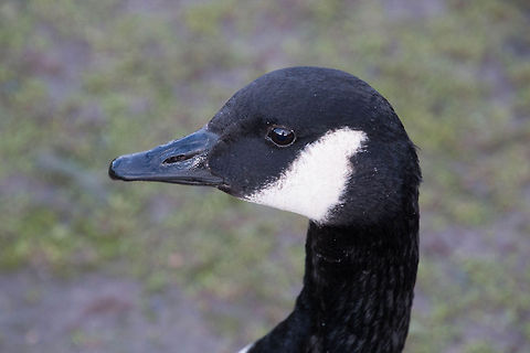 canada_goose Taken in Verulamium Park in St Albans Branta canadensis,Canada goose,Geotagged,United Kingdom