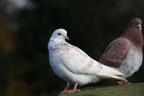 Domestic Pigeon  Columba livia domestica,Domestic Rock Pigeon,Geotagged,United Kingdom