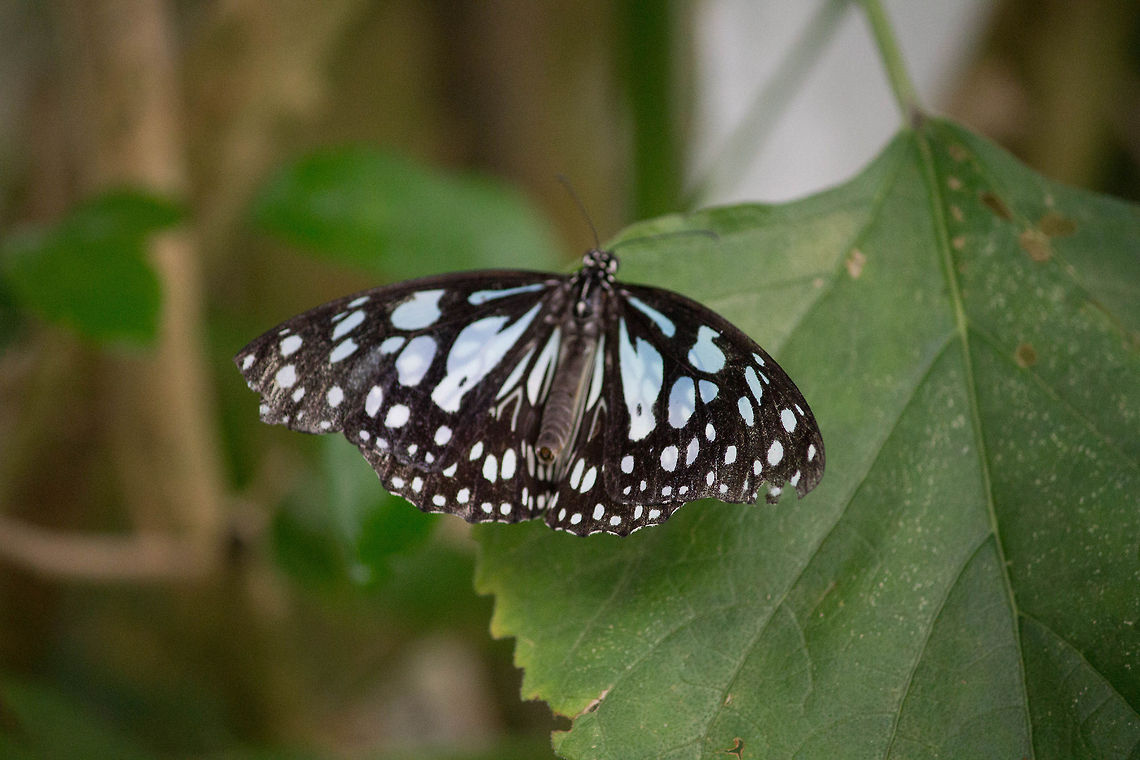 Blue Tiger  Geotagged,Marbled White,Melanargia galathea,United Kingdom
