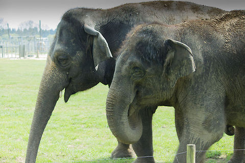 happy_elephants Are these elephants smiling? Asian elephant,Elephas maximus,Geotagged,United Kingdom