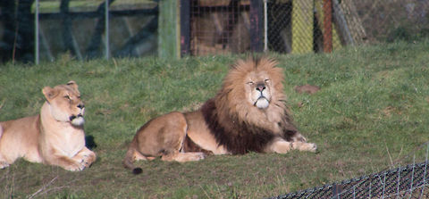 African Lion Making the most of the December sun Geotagged,Lion,Panthera leo,United Kingdom