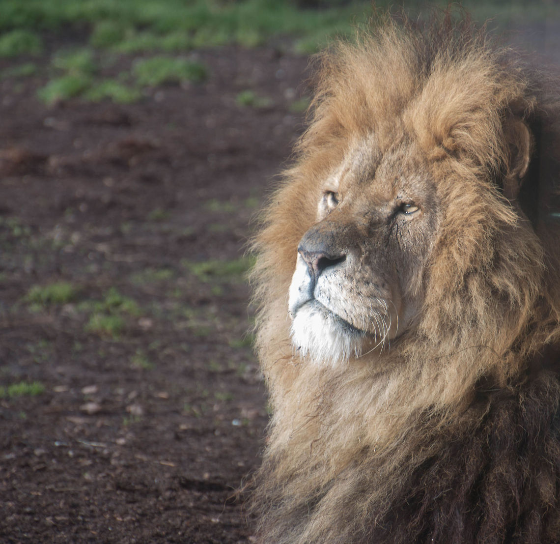 lion king looking after his pride of lionesses Geotagged,Lion,Panthera leo,United Kingdom