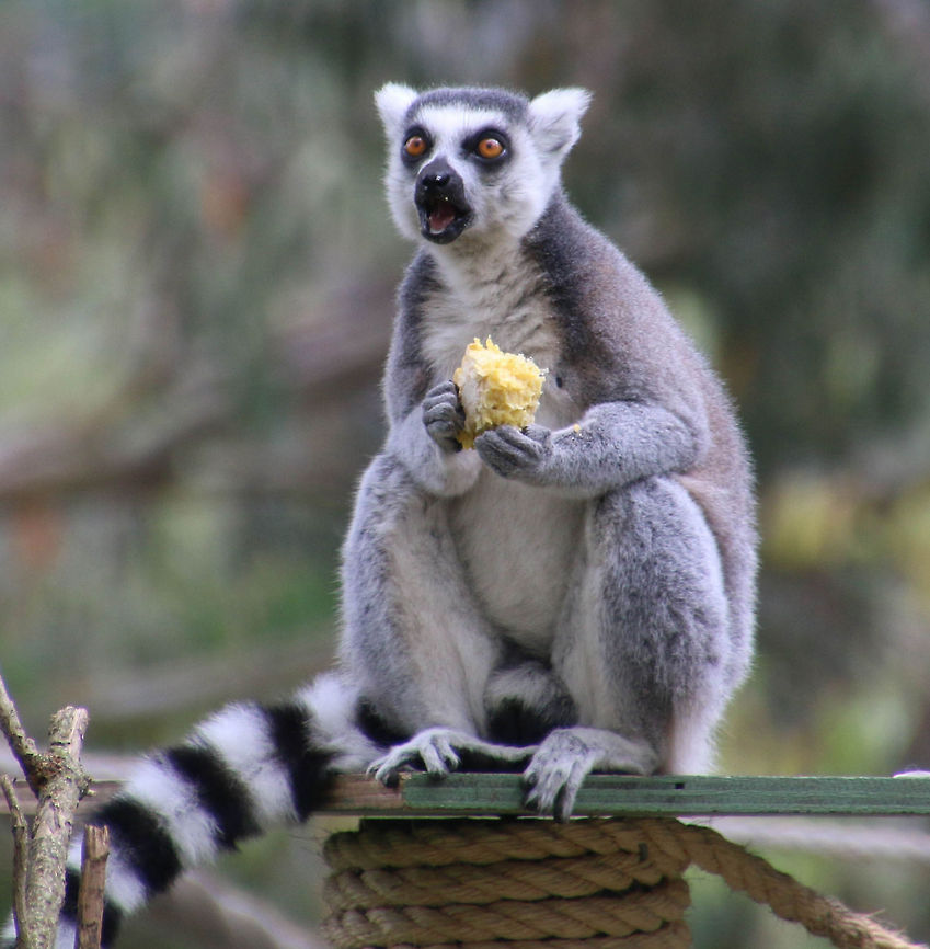 ring_tailed_lemur  Geotagged,Lemur,Lemur catta,Ring-tailed lemur,United Kingdom