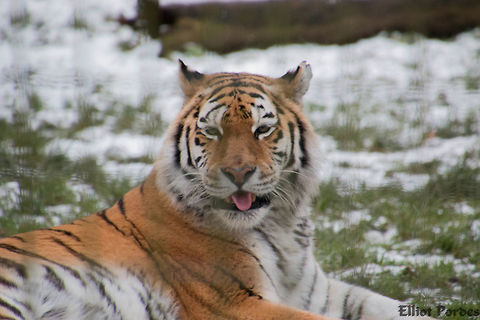 cheeky_tiger I get the impression this tiger was laughing at me because he is wearing a fur coat in the now and i was freezing! Bengal tiger,Geotagged,Panthera tigris tigris,United Kingdom,Winter