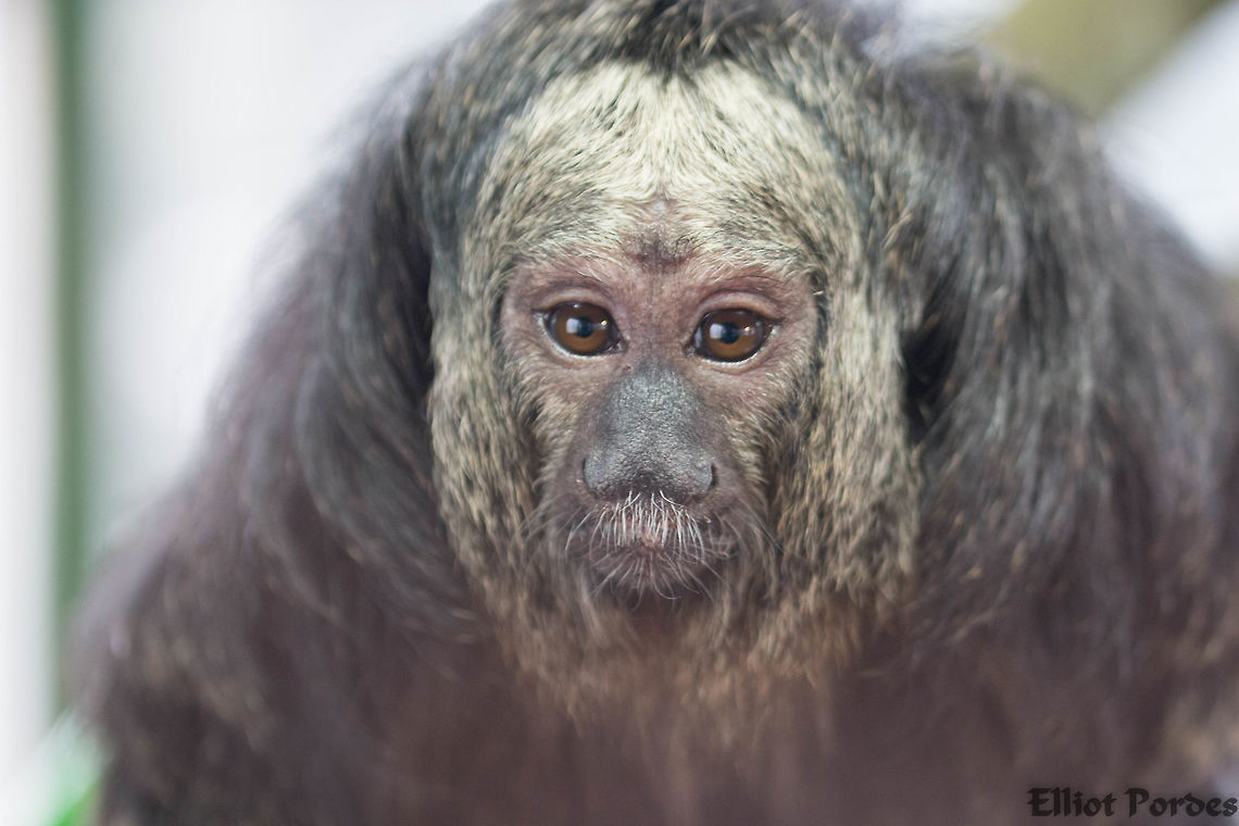 white_faced_saki_monkey  Geotagged,Pithecia pithecia,United Kingdom,White-faced saki,Winter
