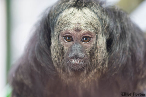 white_faced_saki_monkey  Geotagged,Pithecia pithecia,United Kingdom,White-faced saki,Winter
