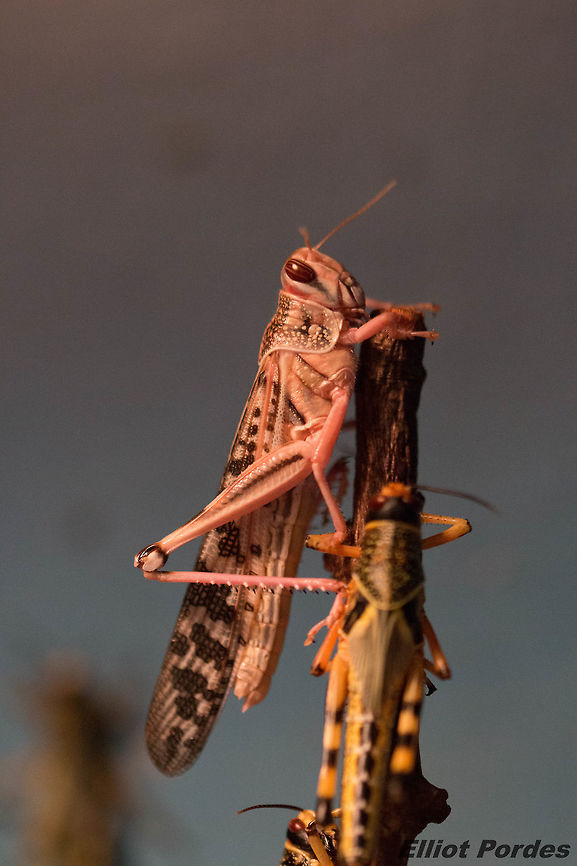 Desert_locust  Desert Locust,Geotagged,Schistocerca gregaria,United Kingdom,Winter