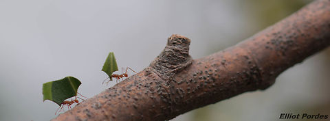 leaf cutter ants  Atta cephalotes,Geotagged,United Kingdom,Winter