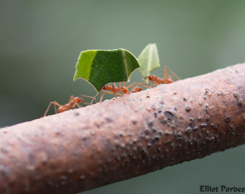 ant_at_work Leaf cutter ants Atta cephalotes,Geotagged,United Kingdom,Winter