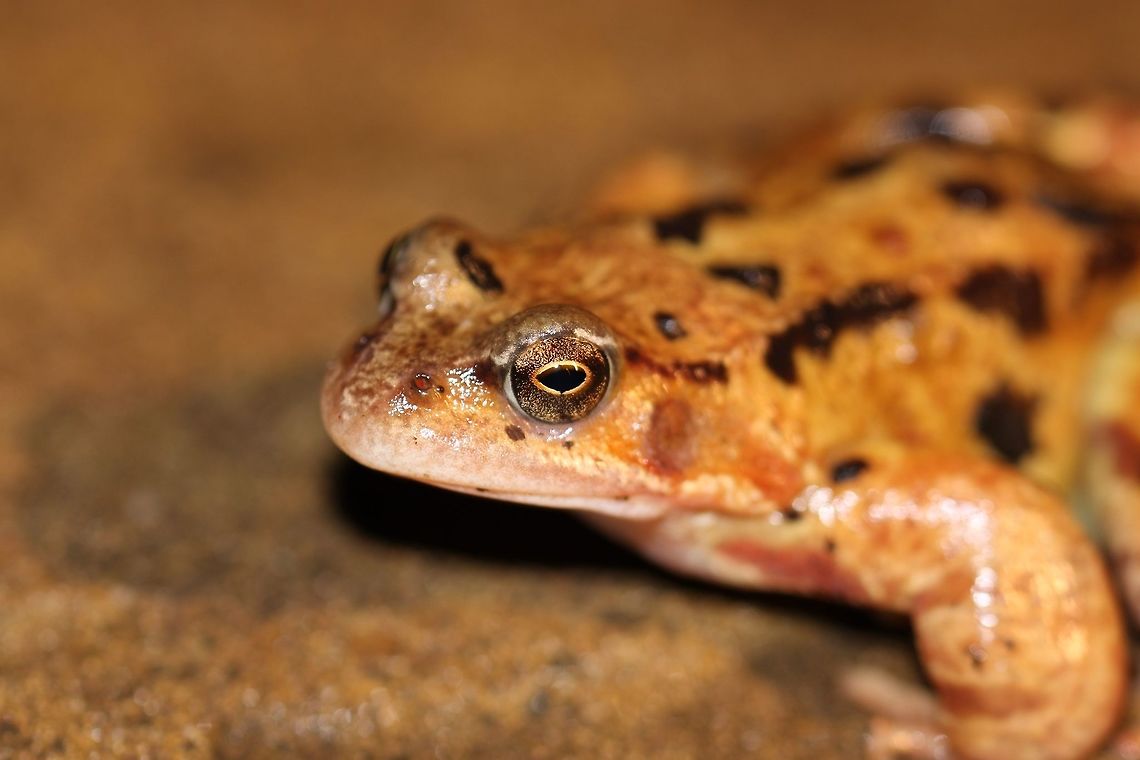 frog_on_the_patio Lives on my garden patio and often comes up to my back door to look into my house. Common frog,Geotagged,Rana temporaria,United Kingdom,Winter