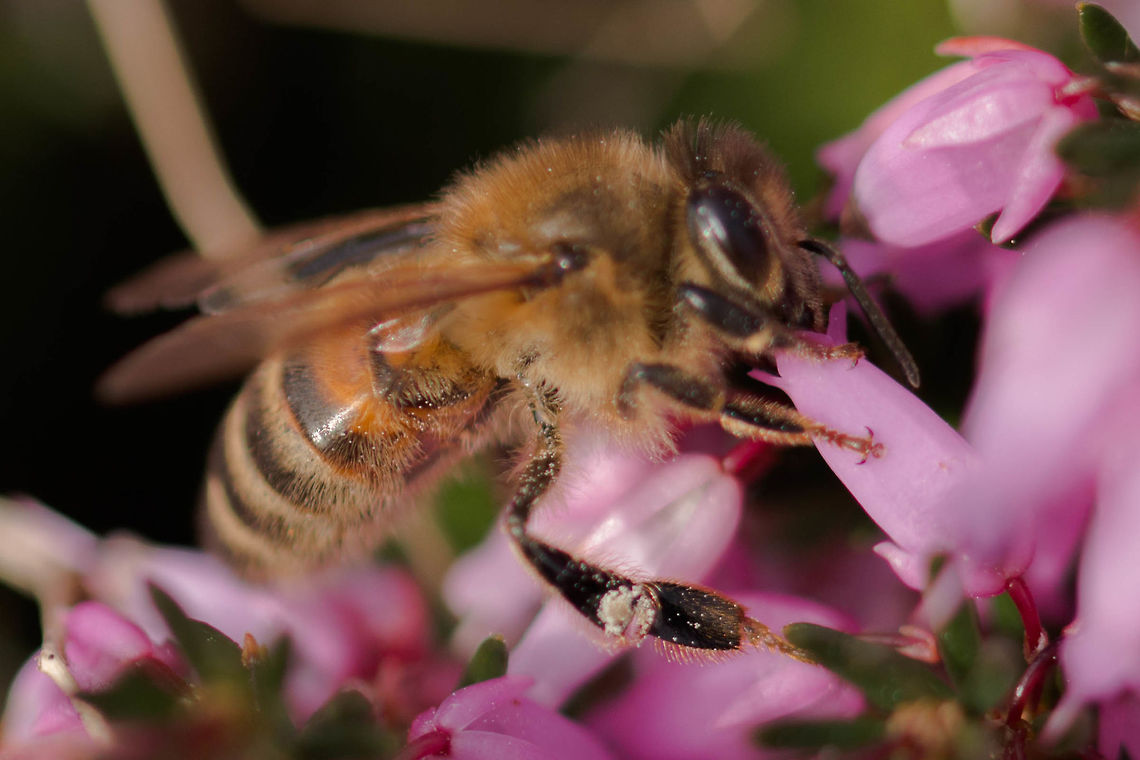 honey_bee  Apis mellifera,Geotagged,United Kingdom,Western honey bee,Winter